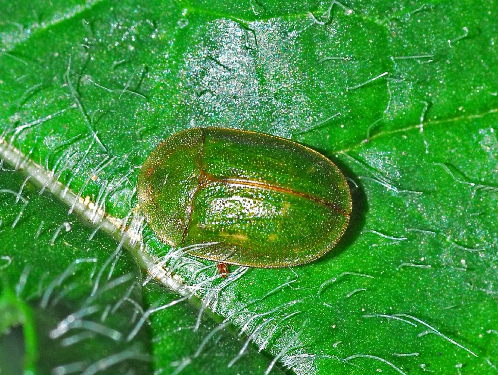 Crisomelide verde: Cassida sp.